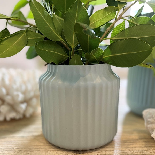 FLAX Amity POT