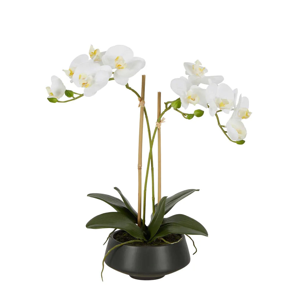 White Orchid in Pot