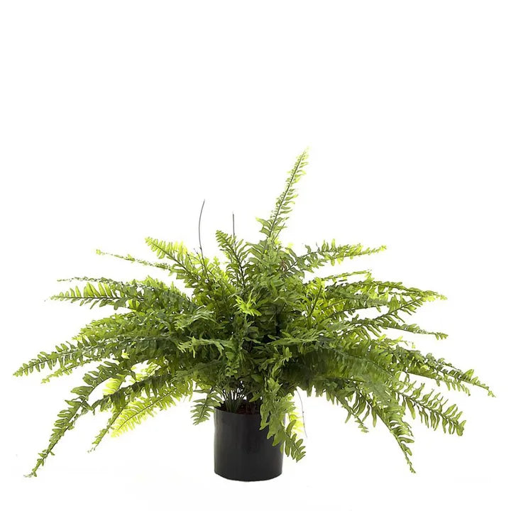 Boston Fern