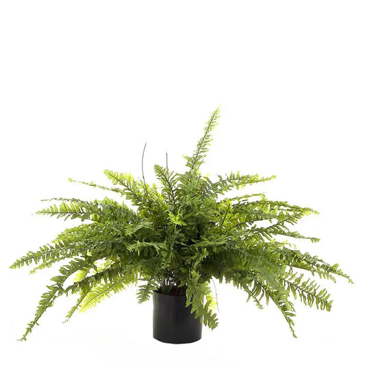 Boston Fern