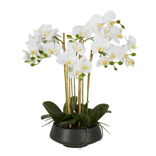 White Orchid in Pot