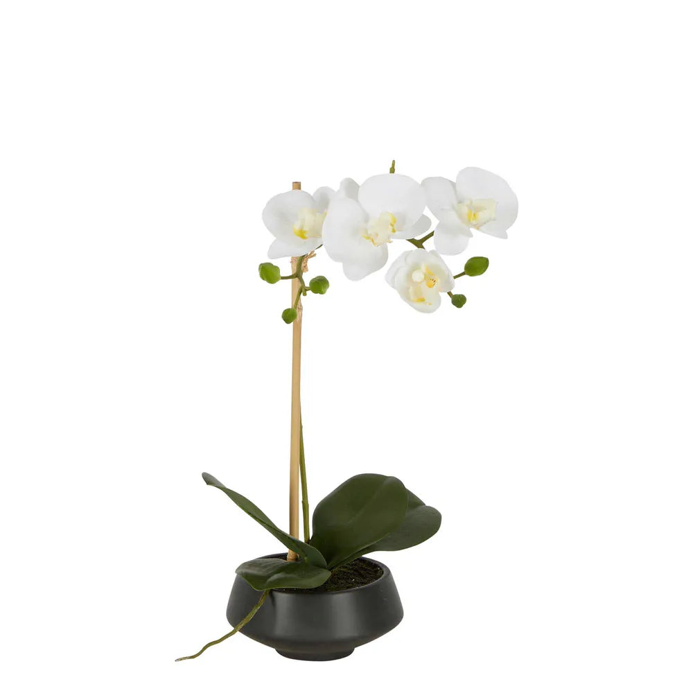 White Orchid in Pot